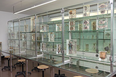 Museu de Anatomia Humana2.JPG